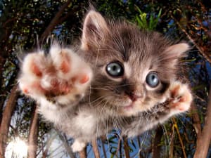 Pounce Bambam Cats By Prime 3D Ltd