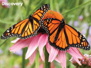 Monarch Butterfly - Discovery Butterflies and Insects By Prime 3D Ltd