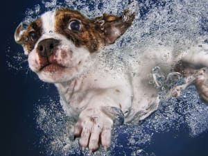 Underwater Dogs Popsicle Dogs By Prime 3D Ltd