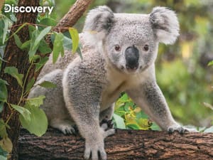 Koala - Discovery Animals By Prime 3D Ltd