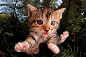 Pounce Fuzzbucket Cats By Prime 3D Ltd