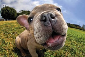 The Nose Knows Pugsley Dogs By Prime 3D Ltd