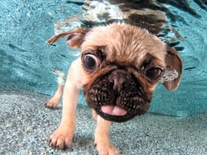 Underwater Dogs Iggy Dogs By Prime 3D Ltd