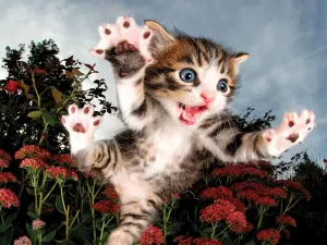 Pounce Chicken Cats By Prime 3D Ltd