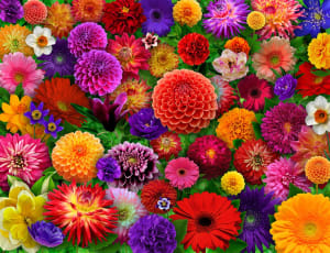 Blooming Every Daisy Flower & Garden By Springbok