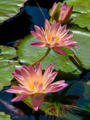 Water Lilies Flower & Garden By Springbok