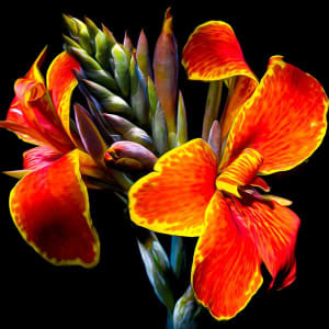 Maderna Canna Lily Flower & Garden By Springbok