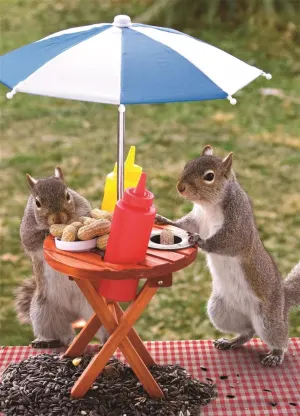 Squirrel Feeder Humor By Springbok