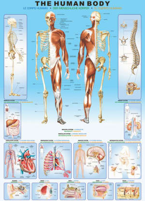 The Human Body Science By Eurographics