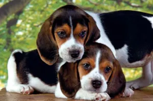 Close Together Valentine's Day By Clementoni