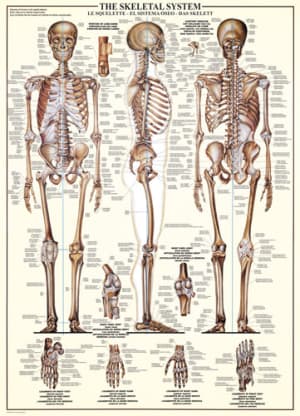 The Skeletal System Science By Eurographics