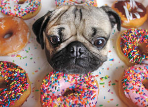 Doug the Pug Dessert & Sweets By Willow Creek Press
