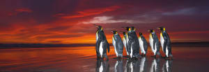 King Penguins Sunrise & Sunset By Heye