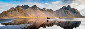 Iceland Horses Horse By Heye