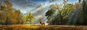 Morning Salute Landscape By Heye