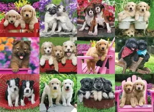 Puppy Pals  Collage By Ravensburger