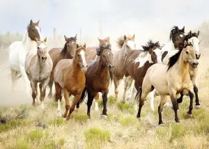 Chevauchee dans le desert Horse By Nathan