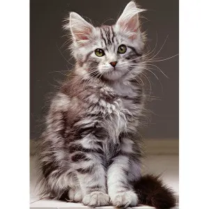 Le chaton Maine Coon Cats By Nathan