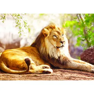 Le roi de la savane Big Cats By Nathan