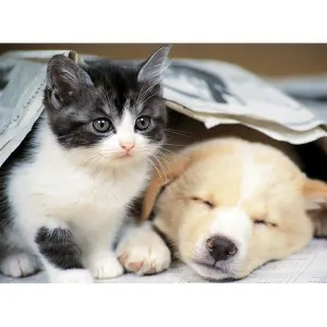 Reveille-toi Dogs By Nathan