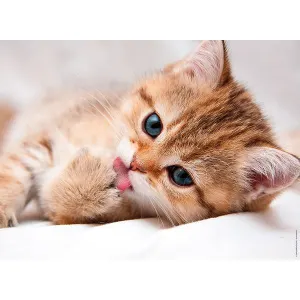 La toilette du chat Cats By Nathan