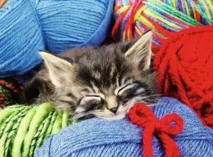 Wool Cat Cats By Ravensburger