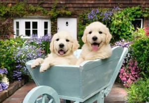 Golden Retriever Dogs By Ravensburger