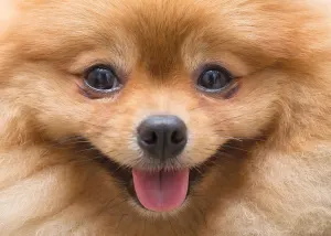 Pomeranian Puppy Dogs By Tomax Puzzles