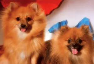 The Pomeranians Dogs By Tomax Puzzles