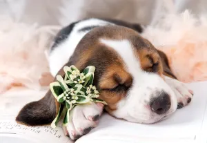 Basset Hound Dogs By Tomax Puzzles