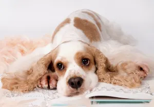 Take A Break Dogs By Tomax Puzzles