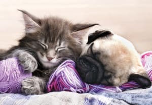 Kitten Maine Coon And Puppy Pug Dogs By Tomax Puzzles