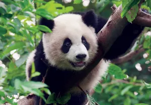 Young Giant Panda Bear Animals By Tomax Puzzles