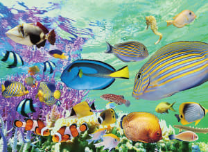Tropical Marine Fish By Tomax Puzzles