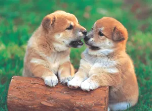 Little Pair Photography By Tomax Puzzles