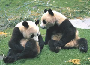 Pandas Animals By Tomax Puzzles