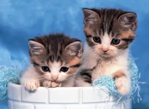 Look Up Cats By Tomax Puzzles