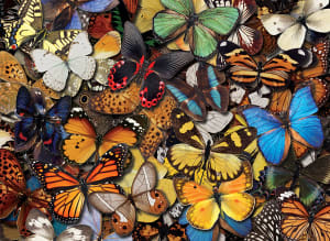 Flying Colors Butterflies and Insects By Tomax Puzzles