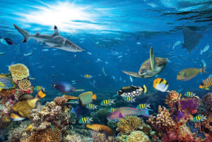 Underwater Paradise Sea Life By Tomax Puzzles