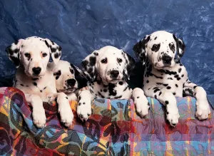 Dalmatians Dogs By Tomax Puzzles