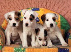 Jack Russel Terriers Dogs By Tomax Puzzles