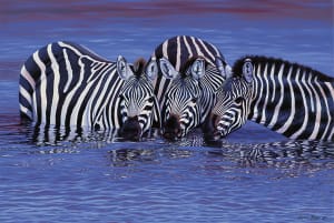 Zebras in The Water Jungle Animals By Tomax Puzzles