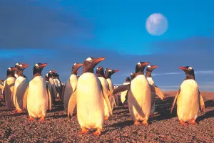 Penguin's World Birds By Tomax Puzzles