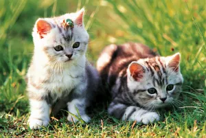 Loveable Kittens Cats By Tomax Puzzles