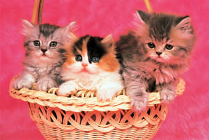 Kittens Cats By Tomax Puzzles