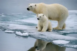 Mother and Cub Polar Bears Beach & Ocean By Tomax Puzzles