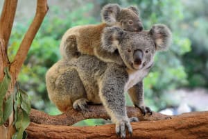 Mother Koala with Baby Photography By Tomax Puzzles