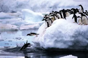 Penguins Birds By Tomax Puzzles