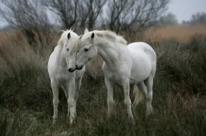 White Stallions Photography By Tomax Puzzles