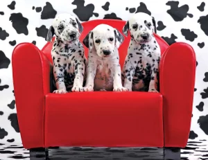 Lots Of Spots Dogs By Kodak